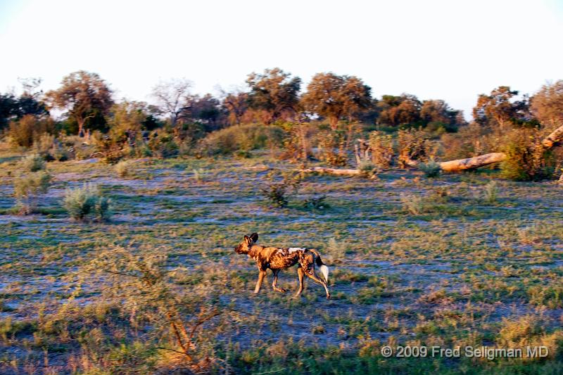 20090617_174205 D3 X1.jpg - Here we come upon a pack of dogs at the Selinda Spillway in Botswana and began following them.